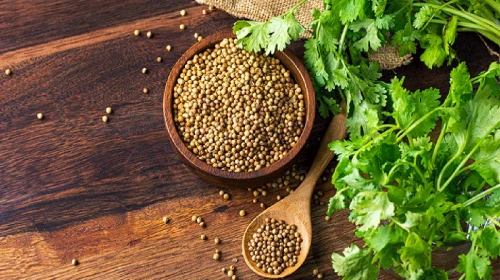 Kişniş tohumunun uzun yaşamın sırrını çözmesi bekleniyor