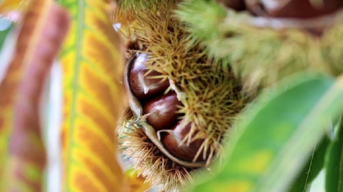 Erzincan'da Değerli Taşlar Tezgahları Süslüyor, 100 Gramı 100 TL'ye Satışa Sunuluyor! Günlük 5'ten Fazlası Zararda