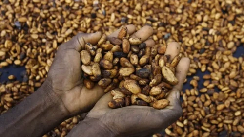 Kakao fiyatlarında yaşanan rekor düşüş endişe yaratıyor mu?