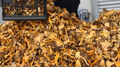 Lezzeti Et ile Yarışan Besin: Vücudu D Vitamini ile Şımartan Protein Deposu