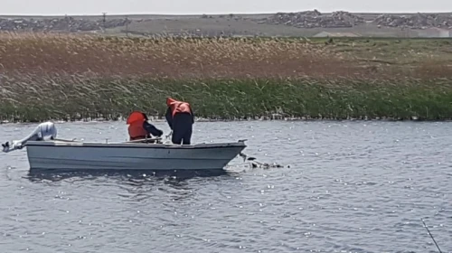 Sakarya, Bolu, Ankara, Eskişehir, Bursa, Kütahya'da 5 bin 376 tanesi yakalandı! 10 hayvandan 4'ü böyle çıktı! Türkiye'deki korkunç istila Eskişehir'de başladı