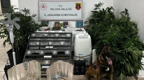 Yalova'da evinde uyuşturucu yetiştiren şüpheli tutuklandı