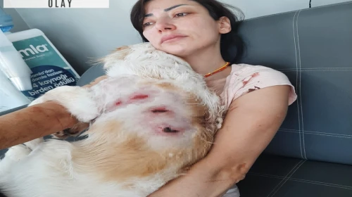 Köpeğini gezdiren kadına, sokak köpekleri saldırdı; o anlar kamerada
