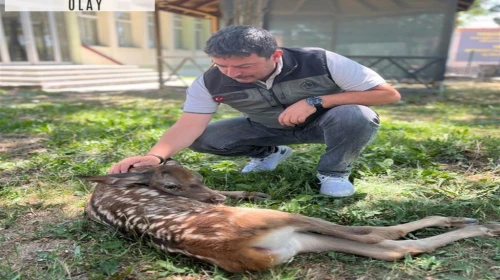Yaralı geyik yavrusunu devriye gezen orman ekibi kurtardı