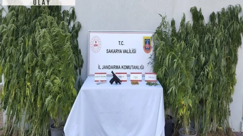 Saksıda kenevir yetiştiren kişi tutuklandı