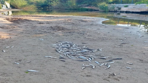 Antalya'da denize dökülen kanalda balık ölümlerine inceleme