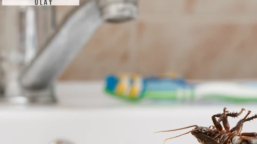 Hamam böceklerinden kurtulmak için lavaboya sakın bu temizlik maddesini dökmeyin