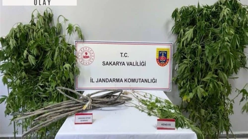 Jandarmadan kenevir operasyonu; 1 tutuklama