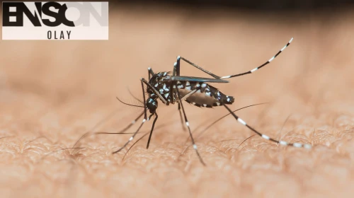 Avrupa'da vaka sayısı artıyor: Sivrisineklerden bulaşan ‘Chikungunya’ virüsünden korkmalı mıyız?