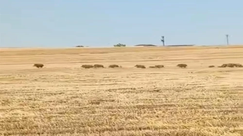 Bismil’de tarlaya giren yaban domuzları kamerada