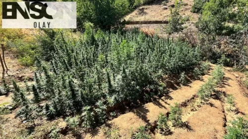 Bingöl'de binlerce kök uyuşturucu bitkisi ele geçirildi