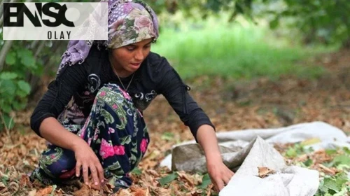 Fındık işçilerinin günlük yevmiyesi belli oldu