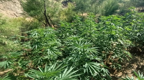 Bingöl'de 5 bin 990 kök kenevir ele geçirildi