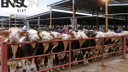 Hayvan pazarları kapandı mı? 81 ile acele kodlu uyarı