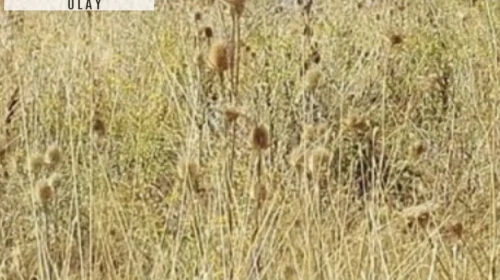 Kayıp aranıyordu... Otluk alanda ölü bulundu