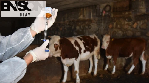 Bakan Yumaklı: 8,5 milyon doz şap aşısını sahaya gönderdik