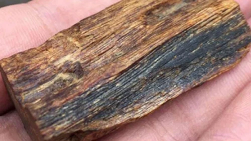 10 Gram Altından 100 Kat Daha Kıymetli: Dünyanın En Değerli Ağacı