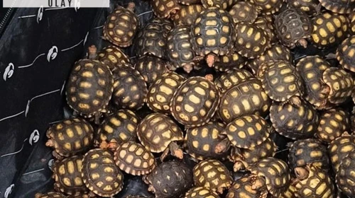Bir yolcunun valizinden 600 tanesi çıktı: Polisler gözlerine inanamadı