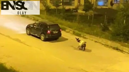 Tepki çeken görüntü! Eşeği arabaya bağlayıp, zorla sürüklediler