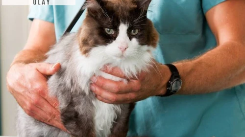 Uzmanlar açıkladı: Kedi ve köpek türünden insan ölümü mümkün mü?