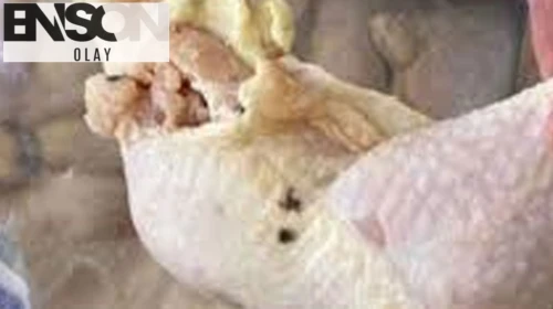 Elazığ'da 345 kilo küflenmiş tavuk ele geçirildi