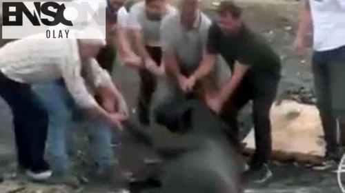 Avcılar'da otluk alanda yangın çıktı; ineklerini kurtarmak için gölete soktu