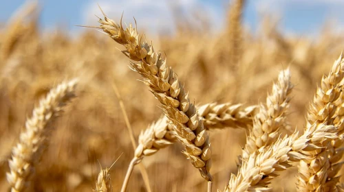 Rüyada Buğday Görmek Ne Anlama Gelir? Rüya Tabiri