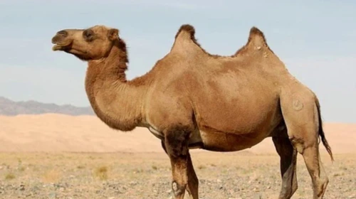 Rüyada Deve Görmek Ne Anlama Gelir? Rüya Tabiri