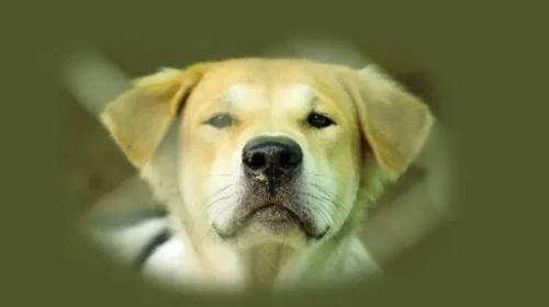 Rüyada Köpek Görmek Ne Anlama Gelir?