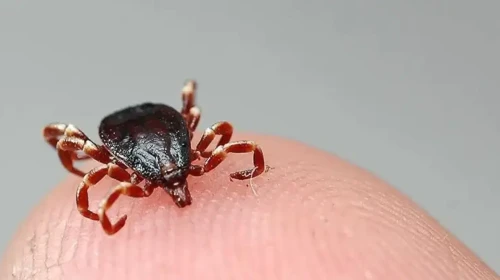 Kene ısırığının neden olduğu 'kırmızı et alerjisi' hayat kaybına sebep oldu, uzmanlar uyarıyor: Görünmez tehlike artıyor!