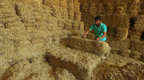 Yem fiyatlarındaki düşüş devam ediyor! Saman fiyatları yarı yarıya azaldı.