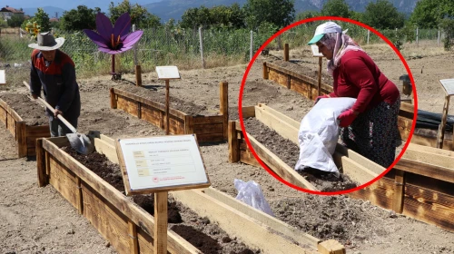Gramı altınla yarışıyordu, rekolteyi yüzde 40 vuruyordu: Dünyanın en pahalı baharatı için dev operasyon