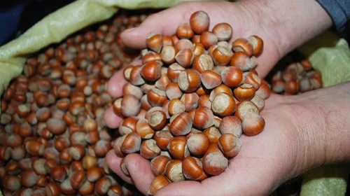 Fındık fiyatları bugün mü açıklanacak, ne zaman açıklanıyor?