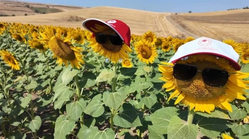 Tekirdağ'da Tarlaların Görünmeyen Kahramanları Verimliliği Artırıyor!
