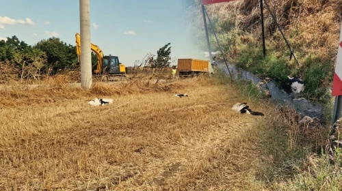 Yüksek gerilim hattına takıldılar:30 leylek ölü bulundu