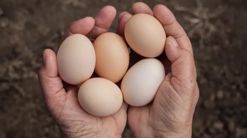Yumurta Tüketimi ve Kolesterol İlişkisi: Son Bilimsel Bulgular Ne Gösteriyor?