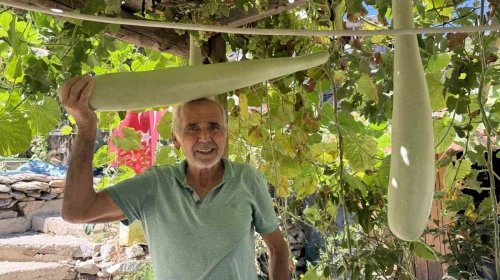 Deneme amaçlı ekti, gözlerine inanamadı! Boyu bir metreye dayanan dev kabak şaşkına çevirdi