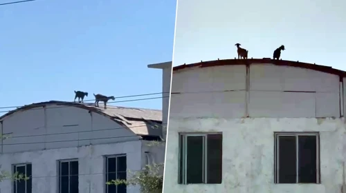Çatıda görenler şaşkına döndü: İki keçi nasıl çıktı?