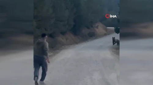 Bolu'da ayı ile karşılaştılar: Taşla kovalayıp ormana kaçırdılar