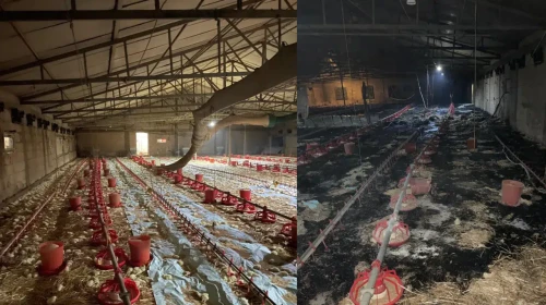 Bolu'da kümeste yangın çıktı : 24 bin civciv telef oldu