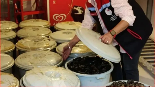 Bolu'da midye operasyonu : 18 kovada 650 kilo bozulmuş midye ele geçirildi