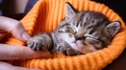 Düzce'de yavru kedi itfaiye ekiplerini peşinden koşturdu