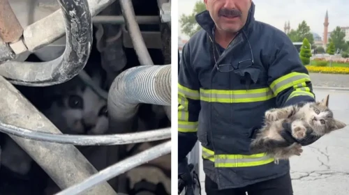 Kaputta mahsur kalan yavru kediyi itfaiye ekipleri kurtardı