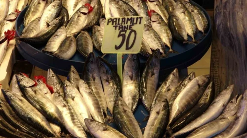 Karadeniz'de palamut bereketi! Tekneler kasa kasa dönüyor, fiyatlar dikkat çekiyor