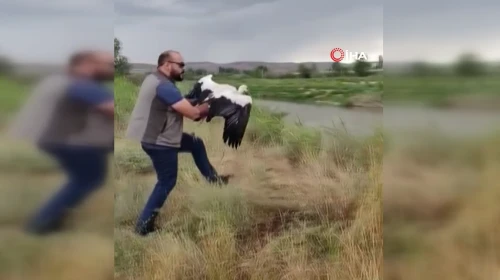 Sivas'ta yaralı haldeki leylek sağlığına kavuşturuldu