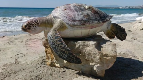Kuşadası kıyısında peş peşe bulundu: Ölüm nedenleri araştırılıyor