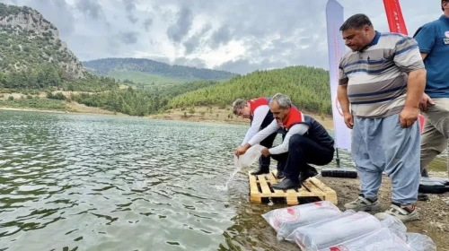 Mersin'de 347 bin yavru sazan suyla buluştu : 9 ilçede balıklandırma çalışması