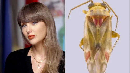Taylor Swift'in adı yeni böcek cinsine verildi! Bilim insanı nedenini açıkladı