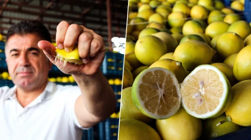 Dalında 5 liraya alıcı bulamıyor, markette 100 liraya satılıyor! Limonda akılalmaz fiyat makası