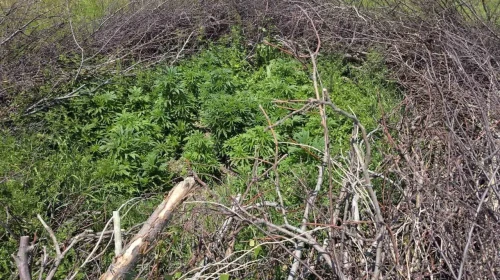 Niğde’de zehir kaçakçılarına büyük darbe: Jandarma sabahın erken saatlerinde operasyon düzenledi